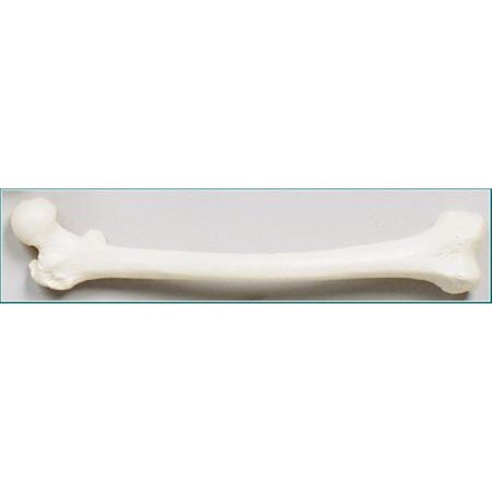 DENOYER-GEPPERT Anatomical Model, Femur Bone (Left Side) SB42-S